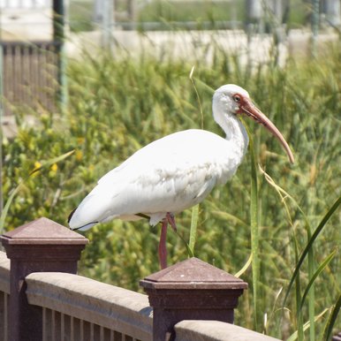 White bird sits on a fence
