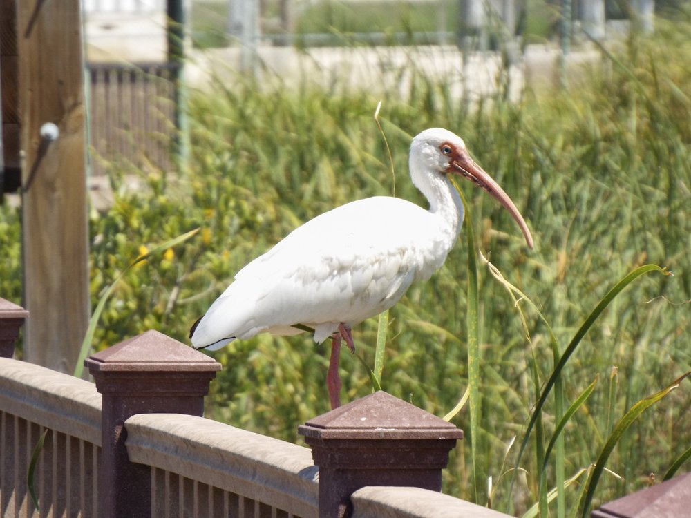 White bird sits on a fence