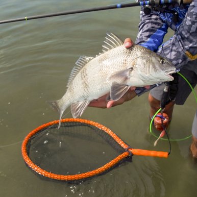 A large fish is displayed by an angler