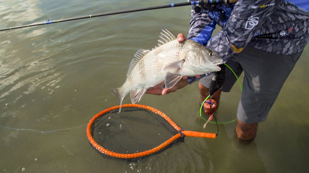 A large fish is displayed by an angler