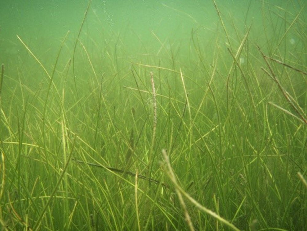 Manatee grass