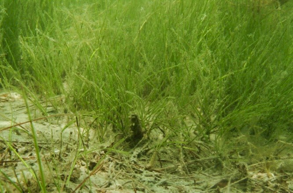 Shoal grass