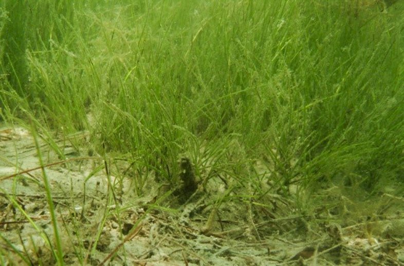 Shoal grass