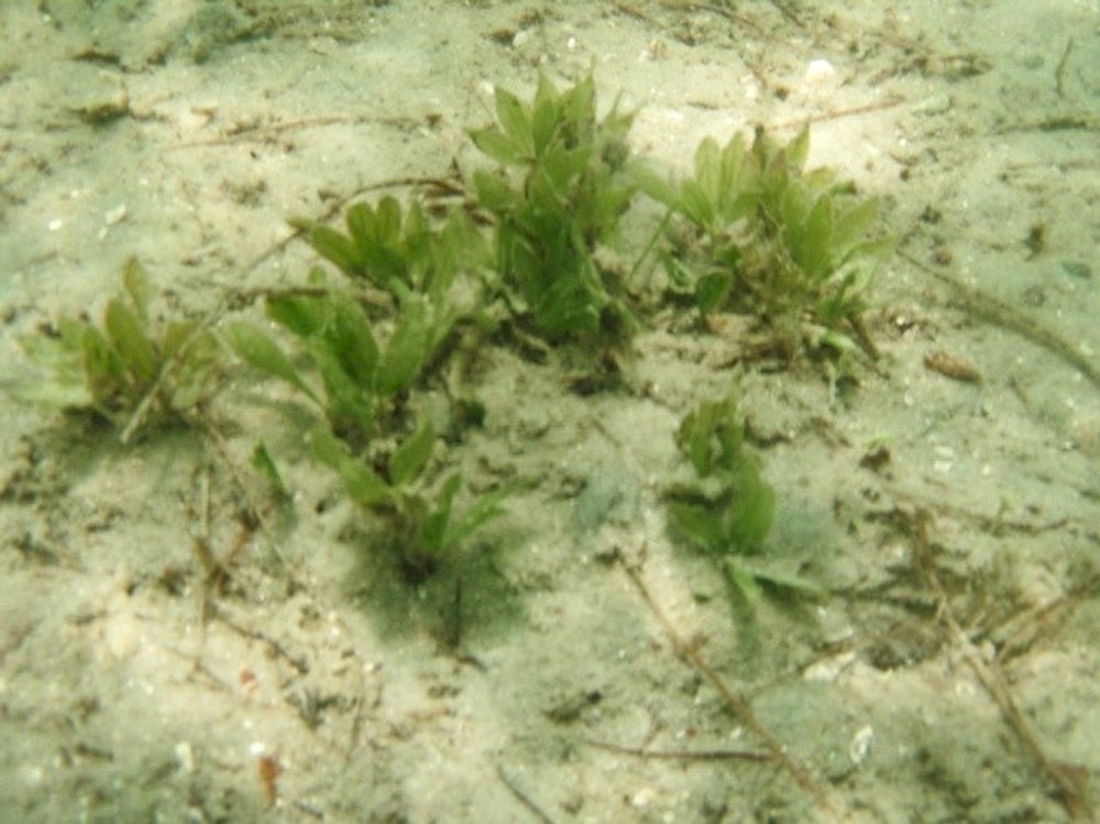 Star grass