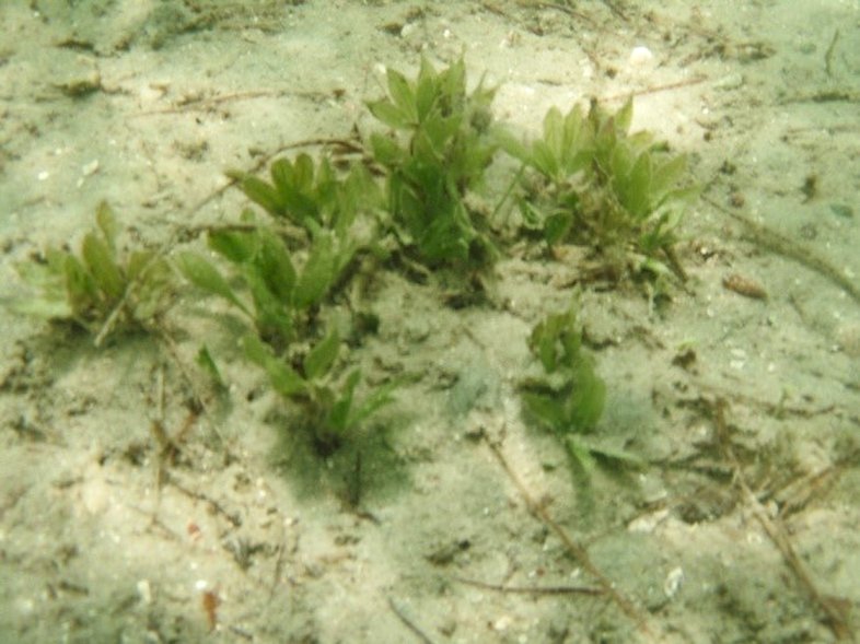Star grass