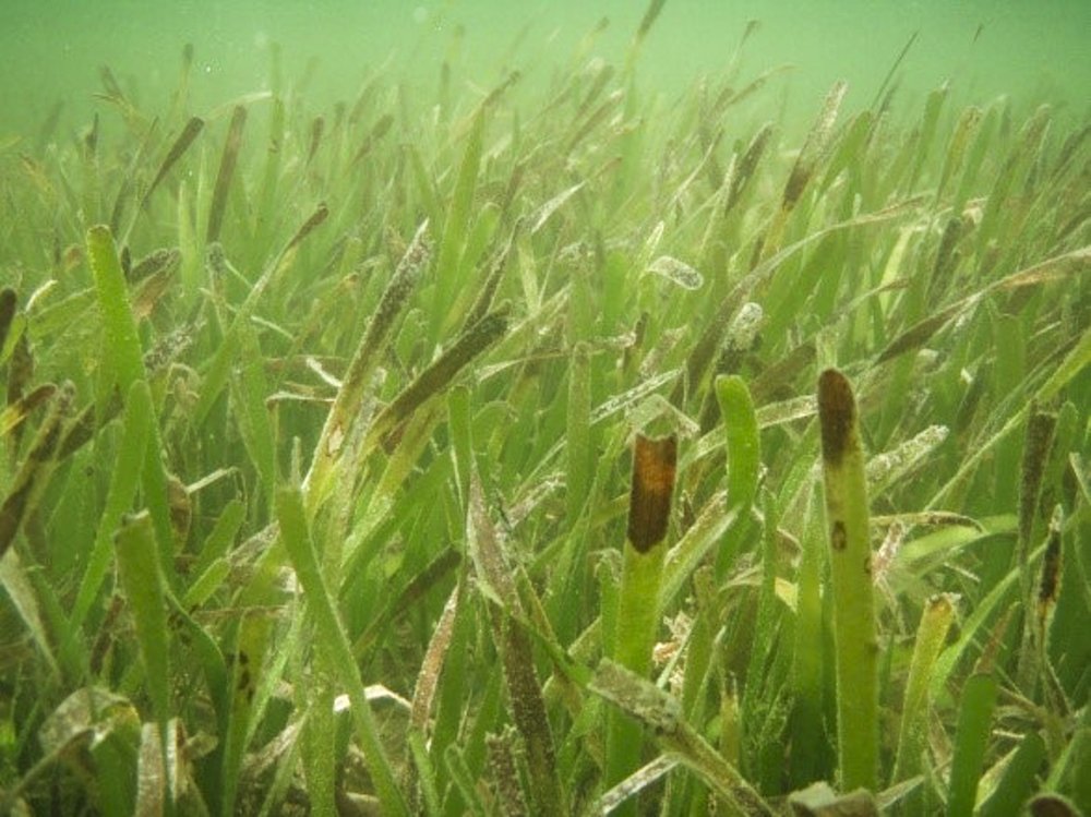 Turtle grass
