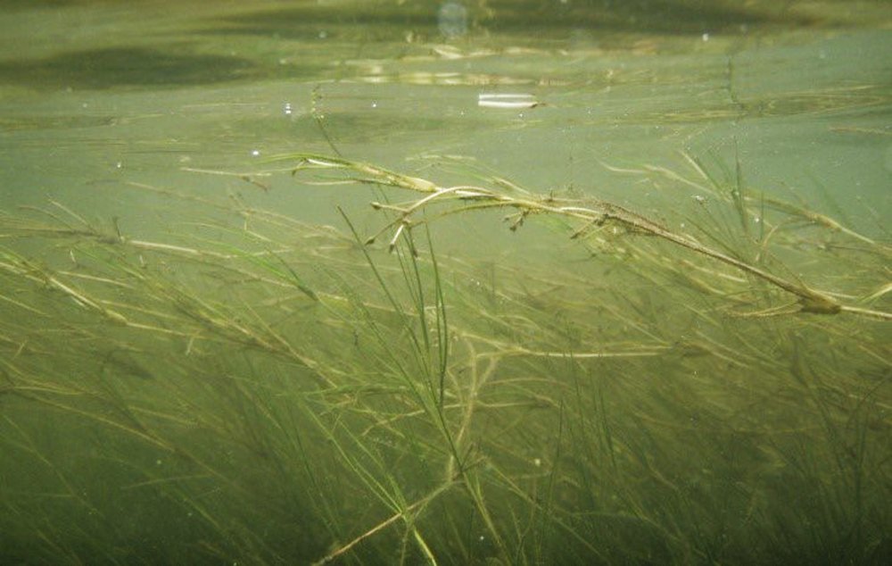 Widgeon grass