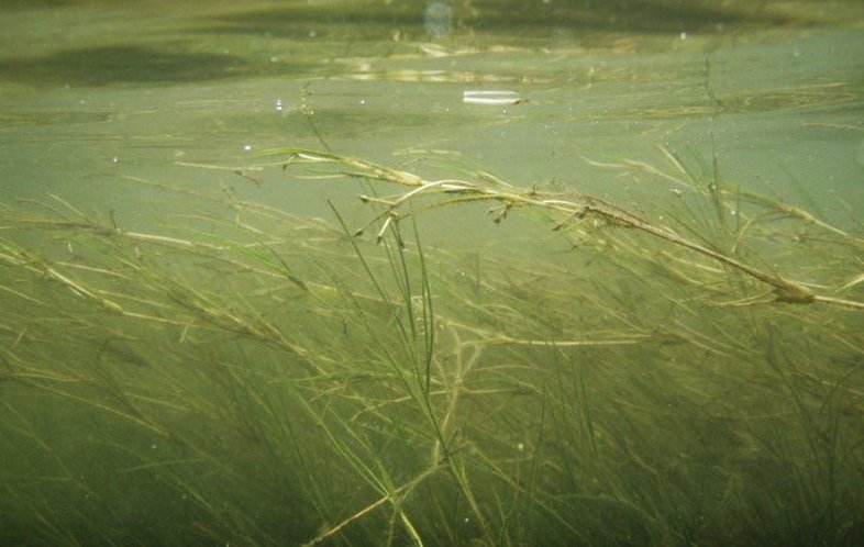 Widgeon grass