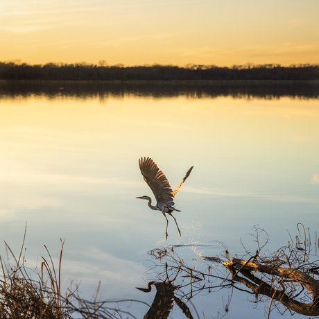 Great blue heron flies above a calm lake