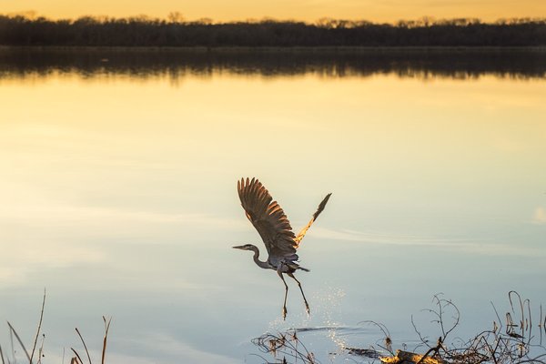 Great blue heron flies above a calm lake