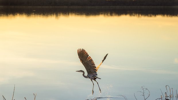 Great blue heron flies above a calm lake