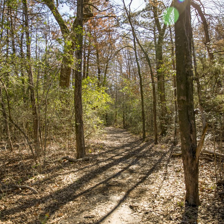 A tree lined trail in dappled sunlight
