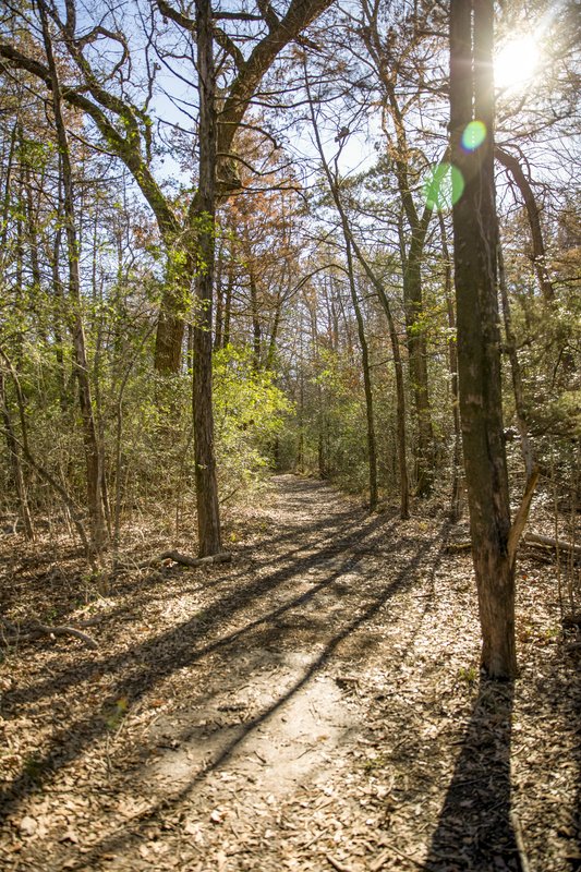 A tree lined trail in dappled sunlight