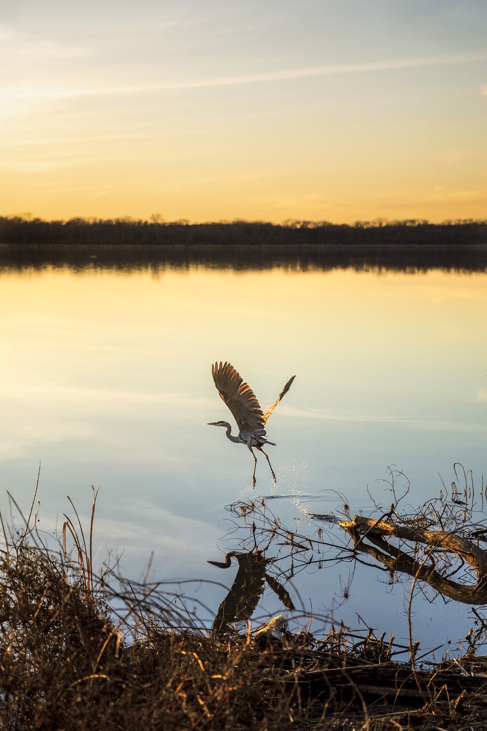 Great blue heron flies above a calm lake