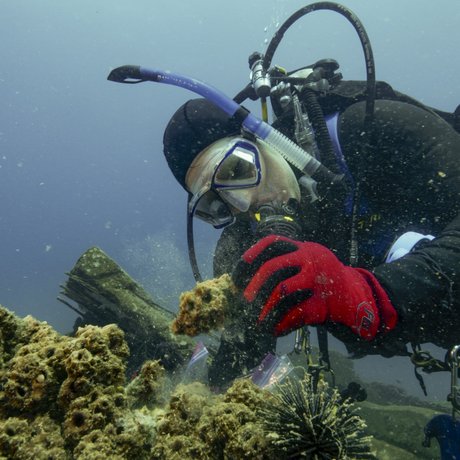 A scuba diver inspects the Rio Grande Valley Reef.