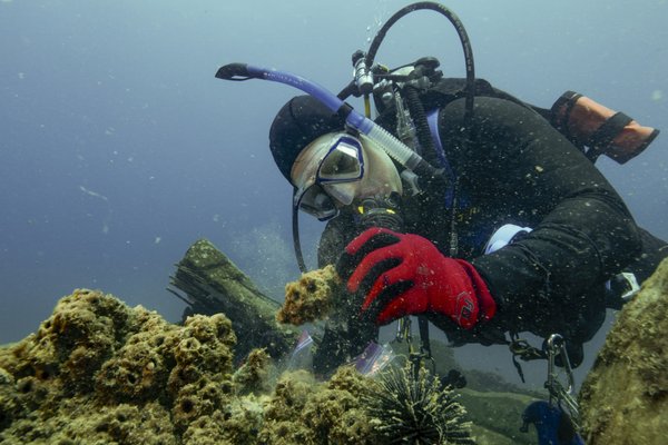 A scuba diver inspects the Rio Grande Valley Reef.