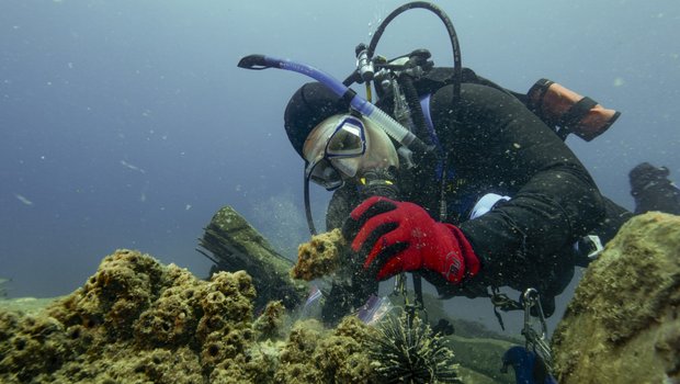 A scuba diver inspects the Rio Grande Valley Reef.