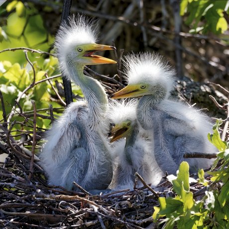 Three nesting chicks