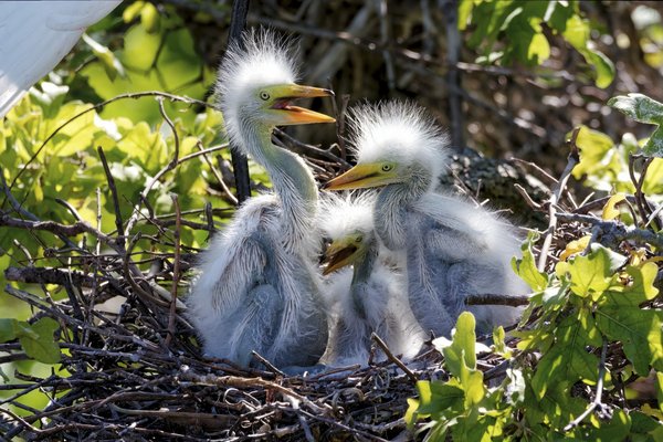 Three nesting chicks