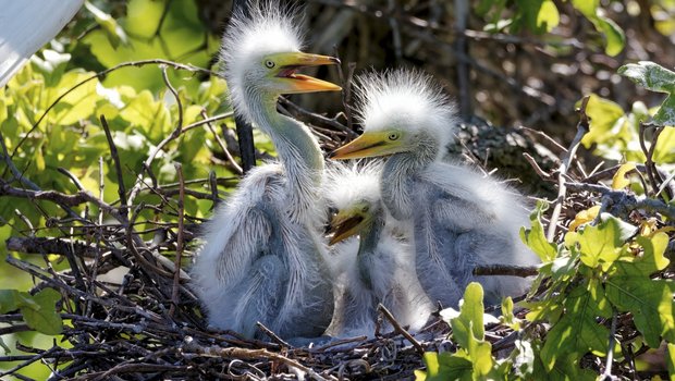 Three nesting chicks