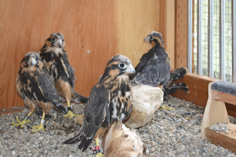 Four falcon chicks in a nesting site