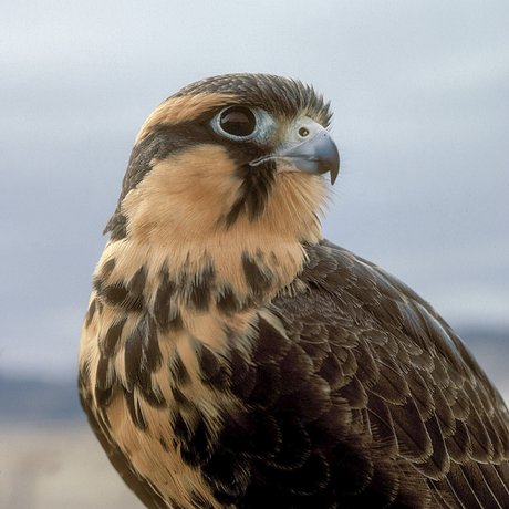 An Aplomado falcon