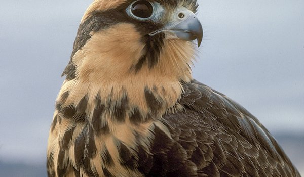 An Aplomado falcon