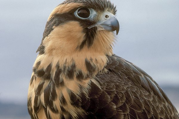 An Aplomado falcon
