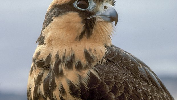 An Aplomado falcon