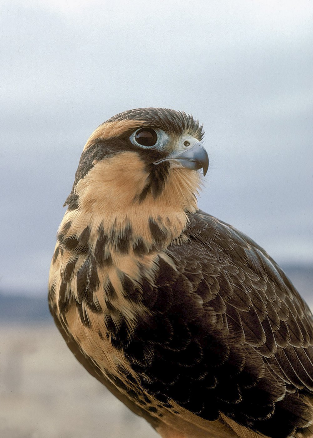 An Aplomado falcon