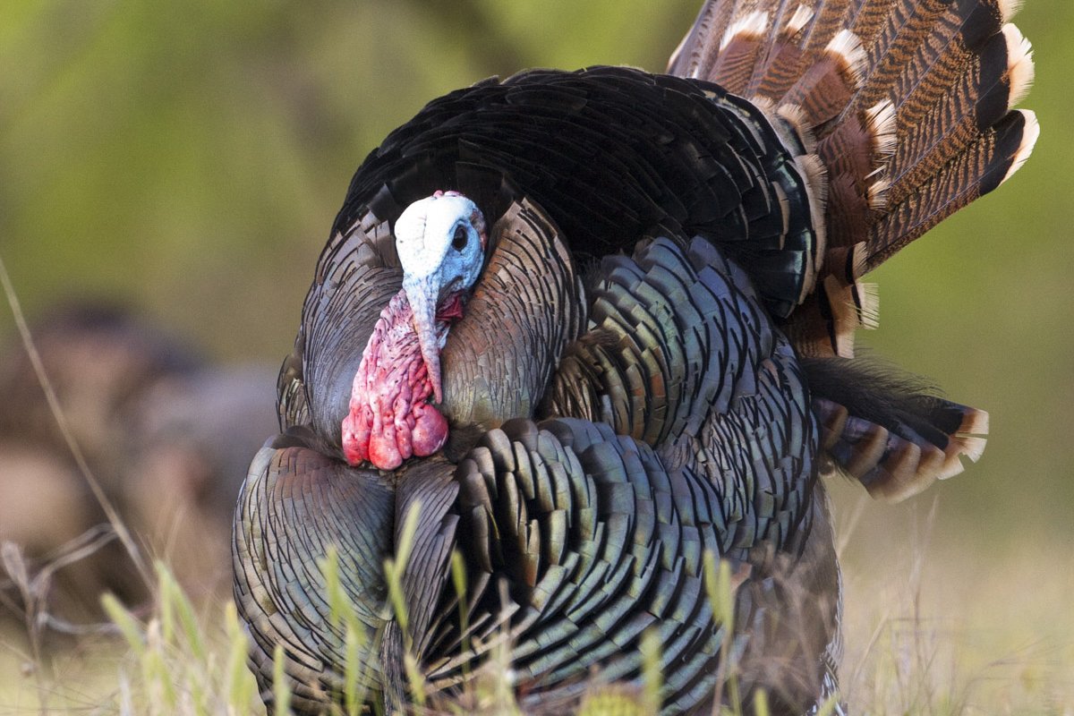 A male turkey stands in a grassy field and puffs out its feathers
