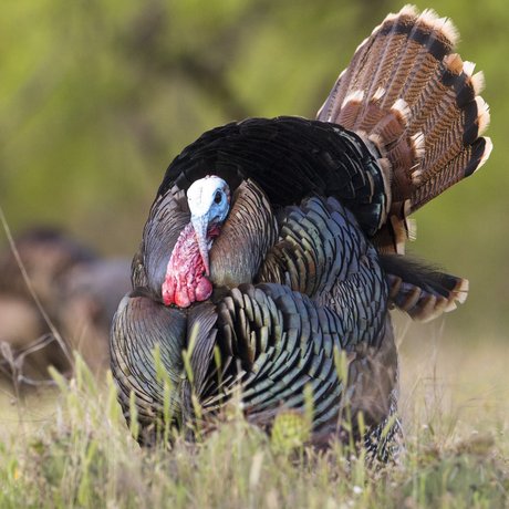 A male turkey stands in a grassy field and puffs out its feathers