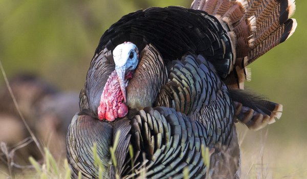 A male turkey stands in a grassy field and puffs out its feathers