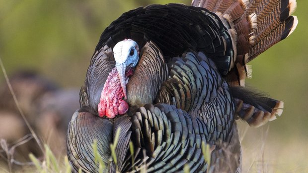 A male turkey stands in a grassy field and puffs out its feathers