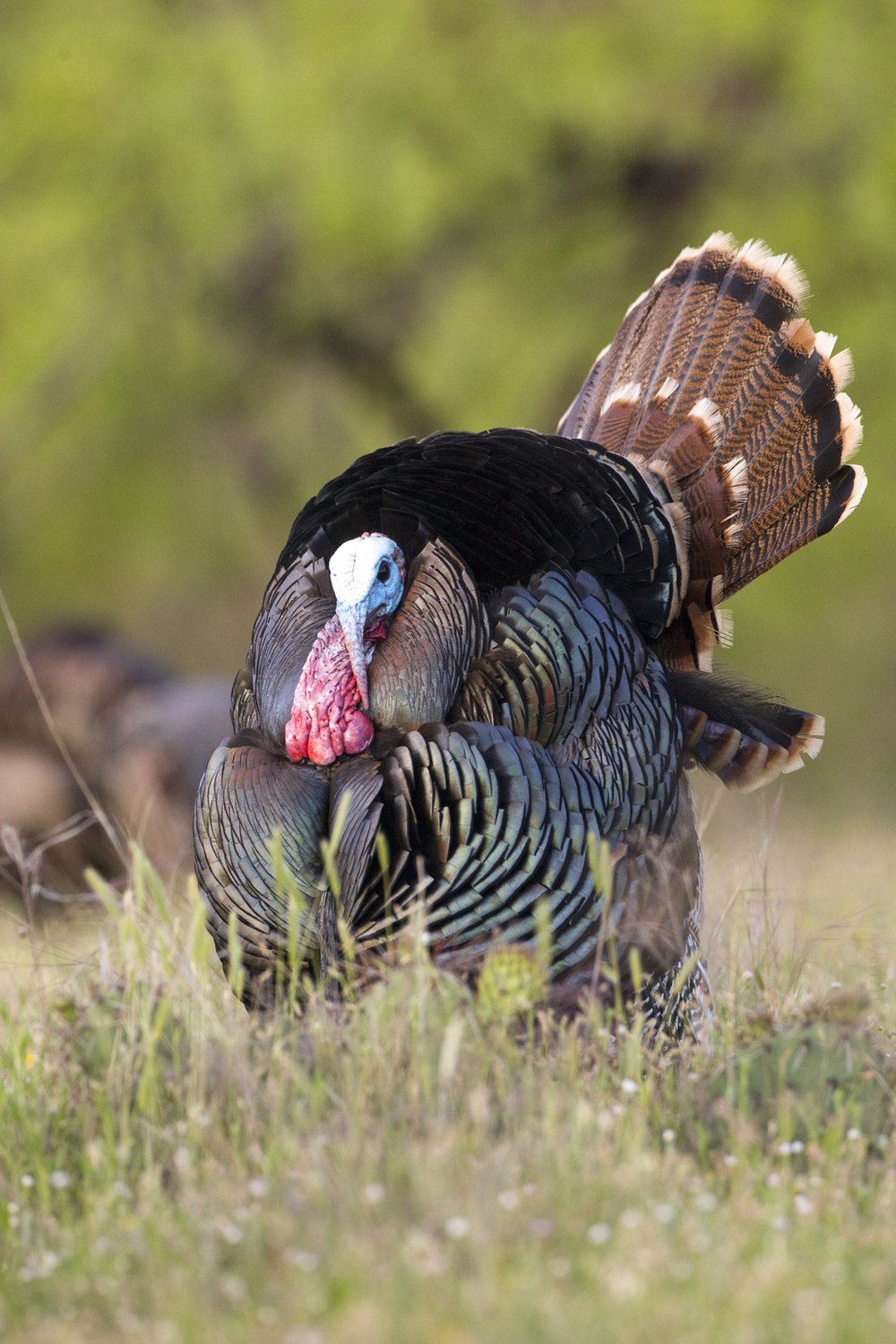 A male turkey stands in a grassy field and puffs out its feathers