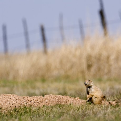 A prairie dog sits on a mound of dirt in a grassy field