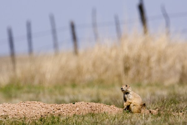 A prairie dog sits on a mound of dirt in a grassy field