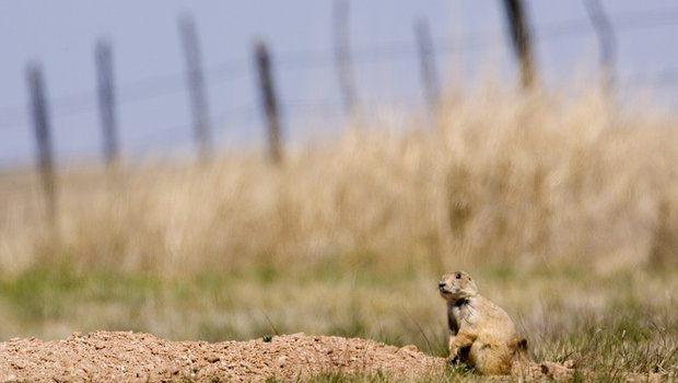 A prairie dog sits on a mound of dirt in a grassy field