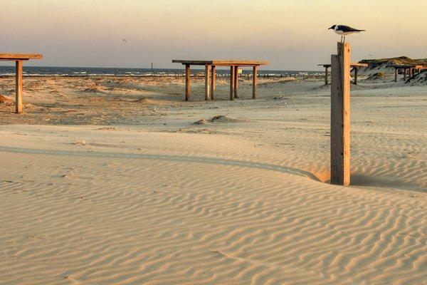 0425_Texect-STXGeology_Mustang Island_3535_ChaseFountainTPWD