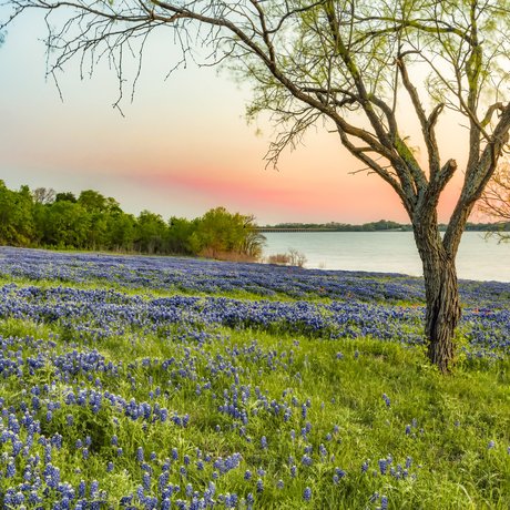 0425_Travel-Ennis_Bluebonnets_BardLake_4Y9B4027_CarolynWhiteside