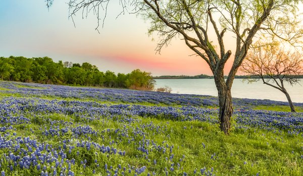 0425_Travel-Ennis_Bluebonnets_BardLake_4Y9B4027_CarolynWhiteside