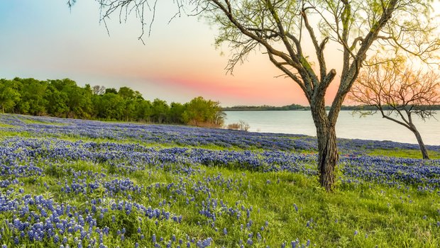 0425_Travel-Ennis_Bluebonnets_BardLake_4Y9B4027_CarolynWhiteside