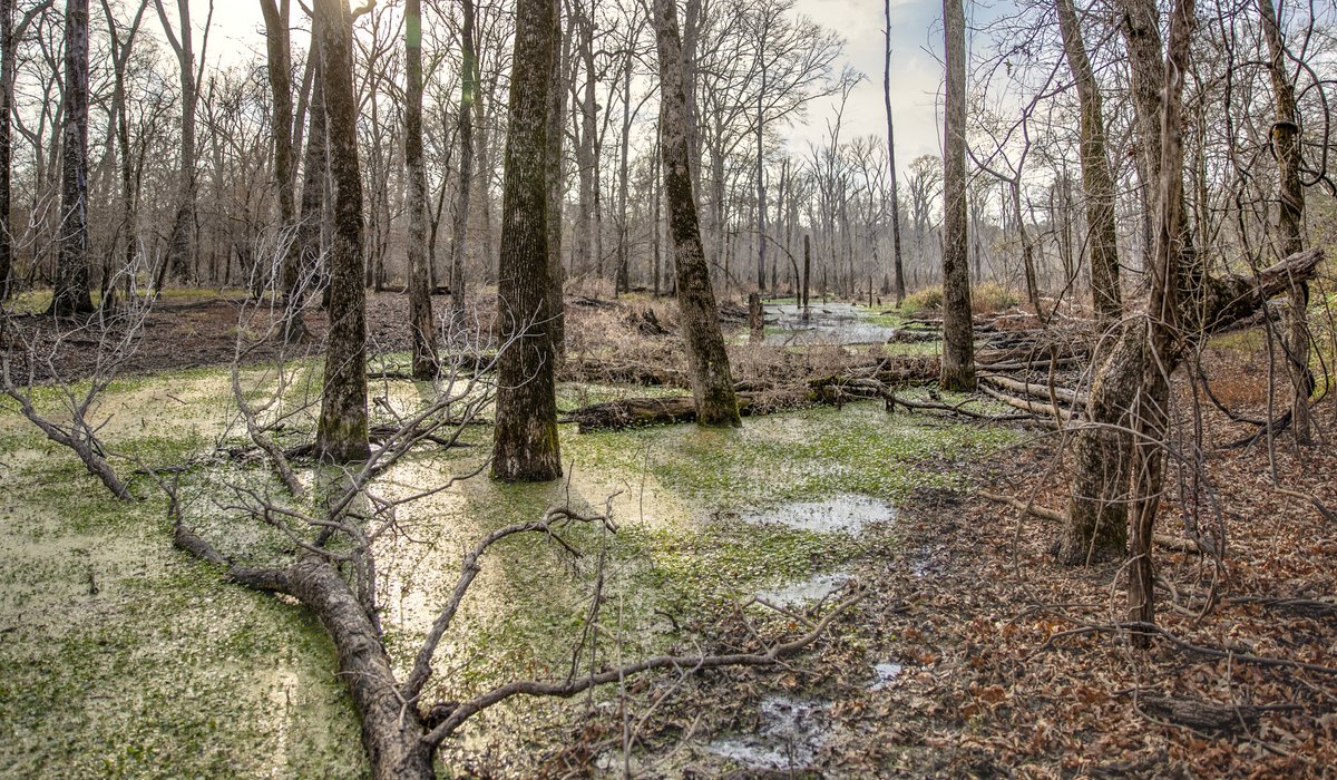 Swamp with trees in water.