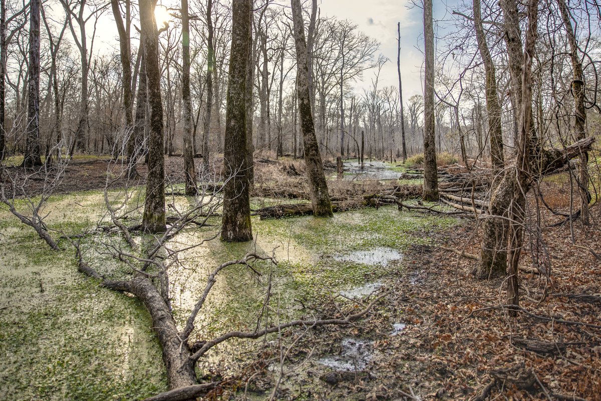 Swamp with trees in water.