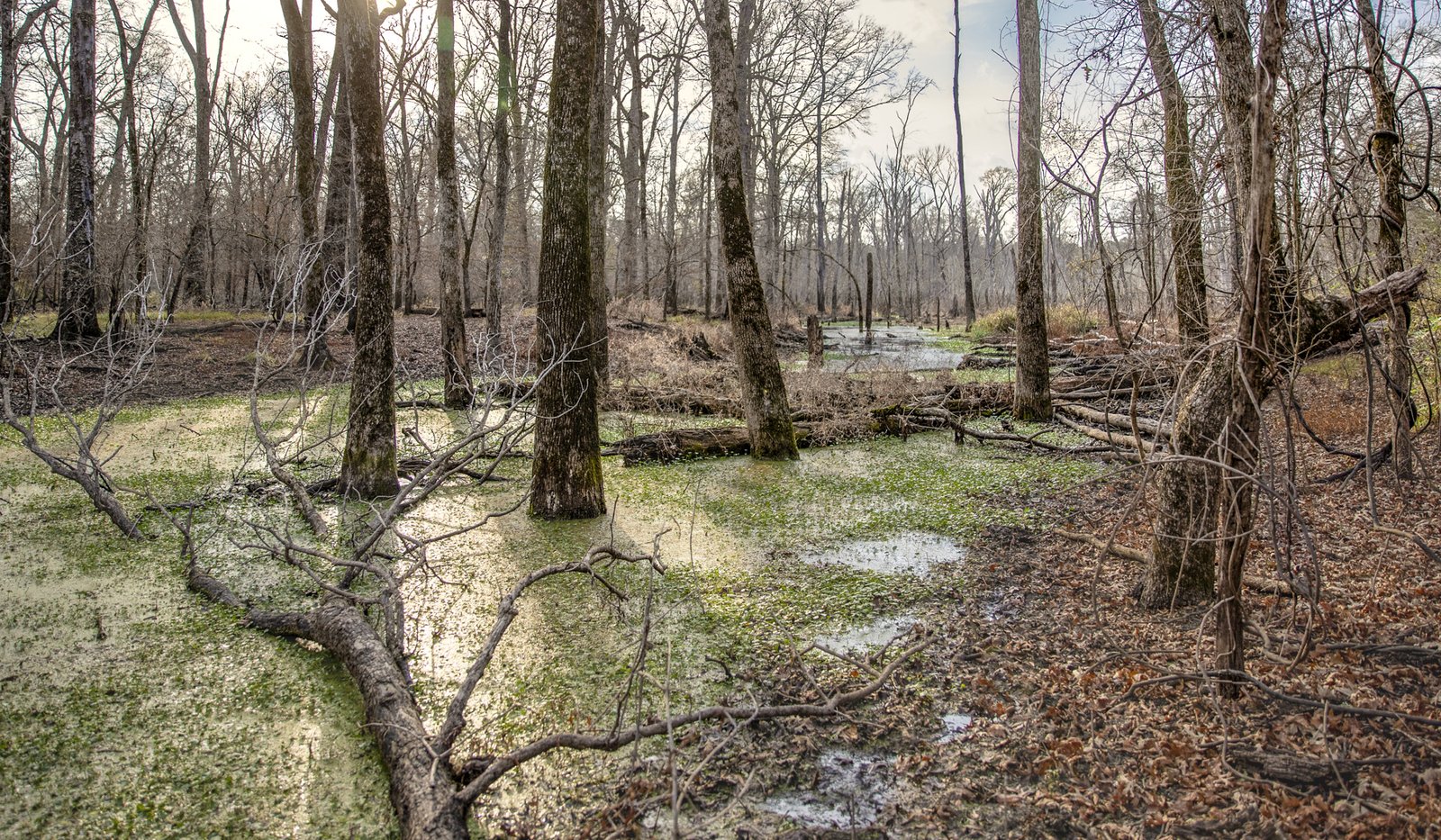 Swamp with trees in water.