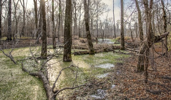 Swamp with trees in water.