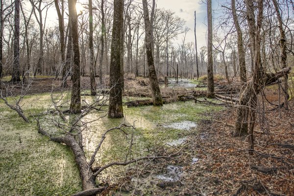 Swamp with trees in water.
