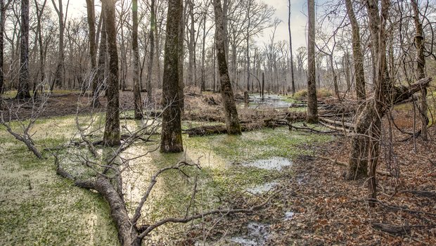 Swamp with trees in water.