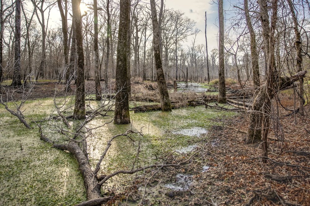 Swamp with trees in water.