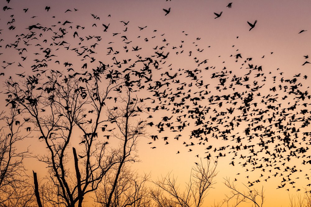 A flock of blackbirds flying over trees at sunrise.